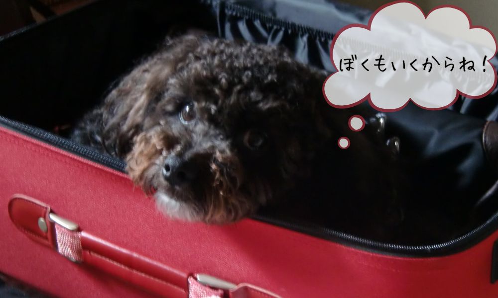 犬旅の準備と体験記