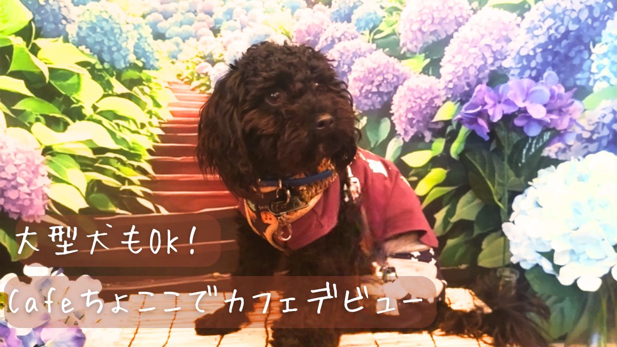 大型犬もOK！カフェ ちょここでカフェデビュー