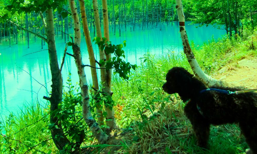 【第3位】白金青い池(美瑛)