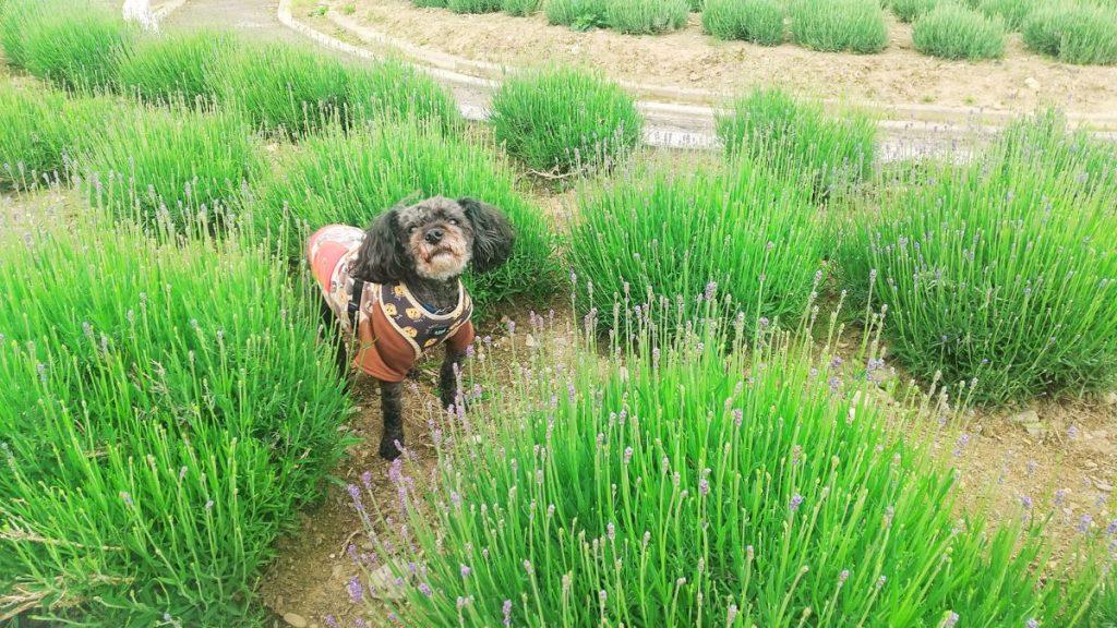 プロフィール写真