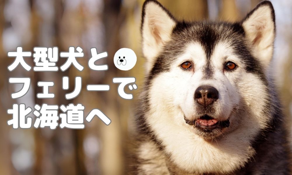 まとめ｜大型犬とフェリーで北海道へ行くなら、事前チェックがカギ！