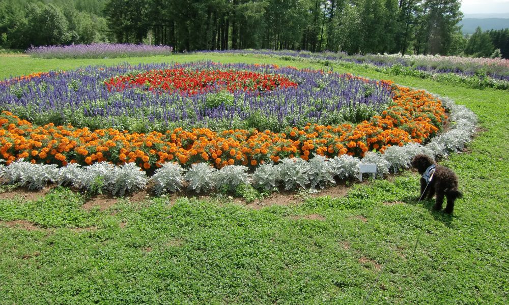 麓郷展望台(富良野)
