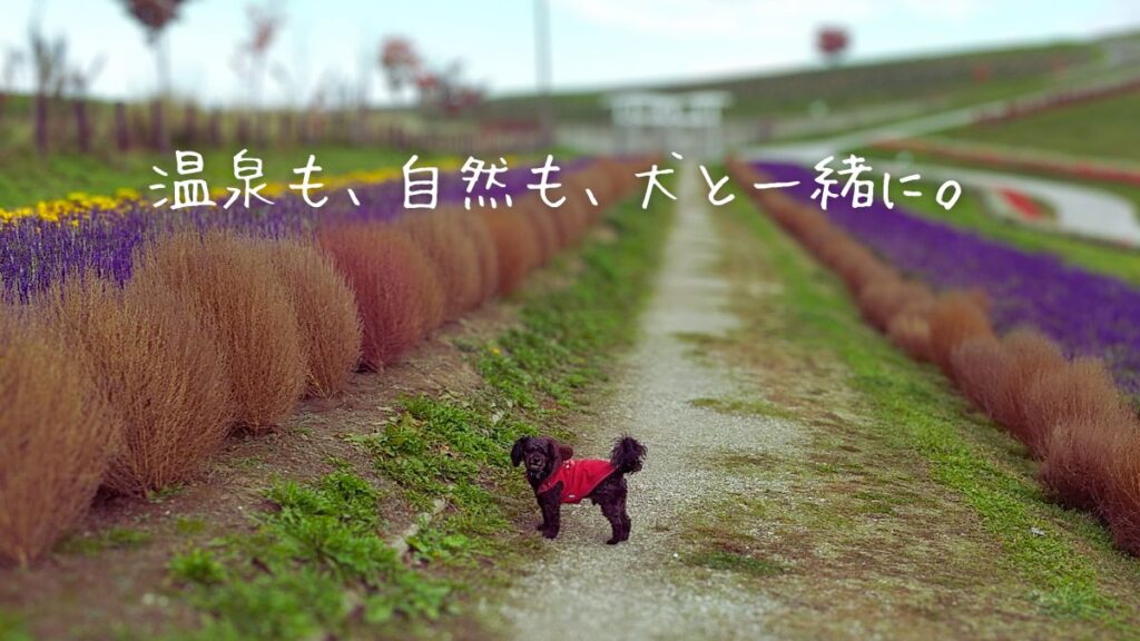 温泉も、自然も、犬と一緒に。