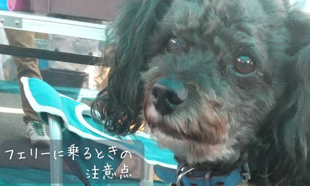 大型犬とフェリーに乗るときの注意点