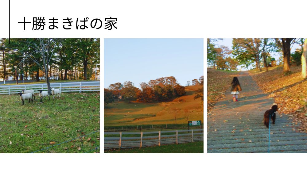 敷地内を愛犬とお散歩|羊にも会える!牧場ならではの自然体験