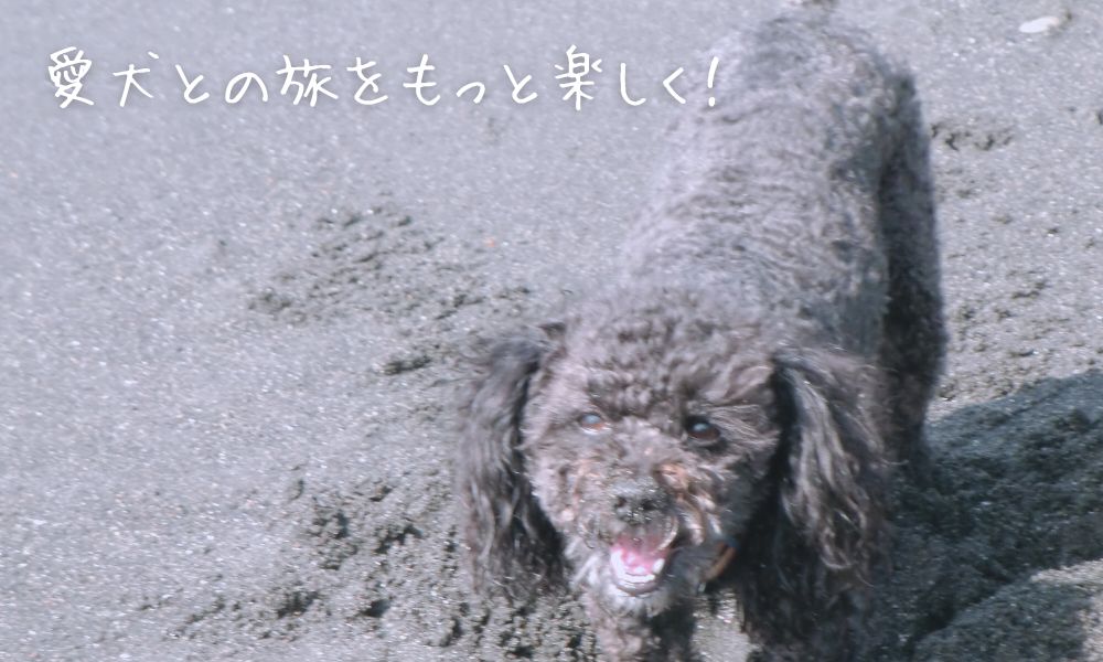 愛犬との旅をもっと楽しく!