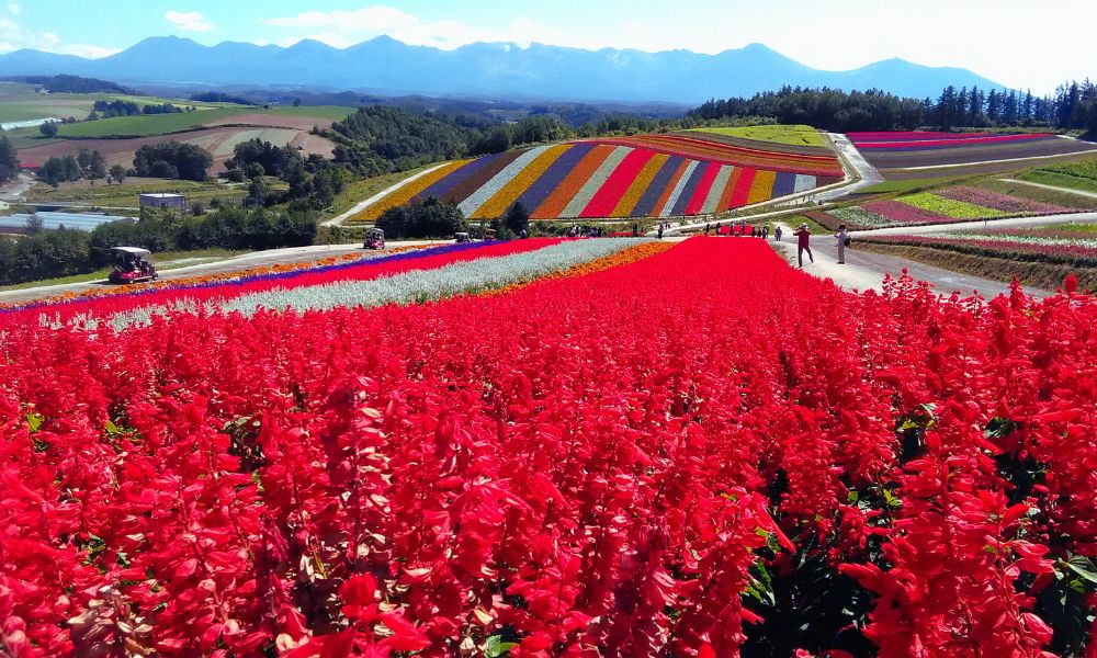 【第1位】四季彩の丘(美瑛)