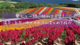 【旭川・層雲峡・東神楽】ペットと泊まれる宿7選|温泉・コテージ・街ナカホテルも!