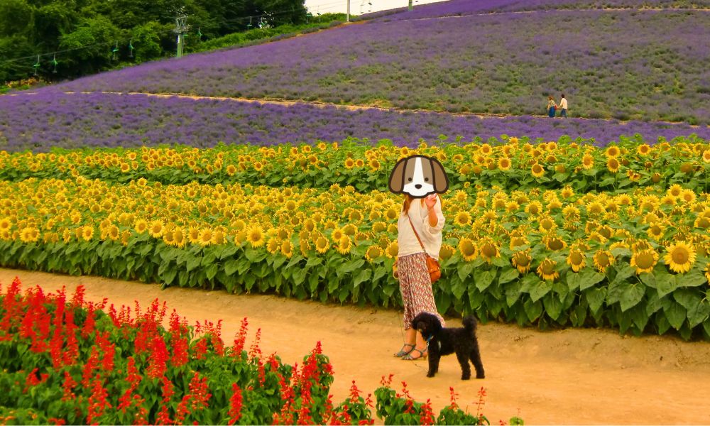 北星山ラベンダー園(中富良野)