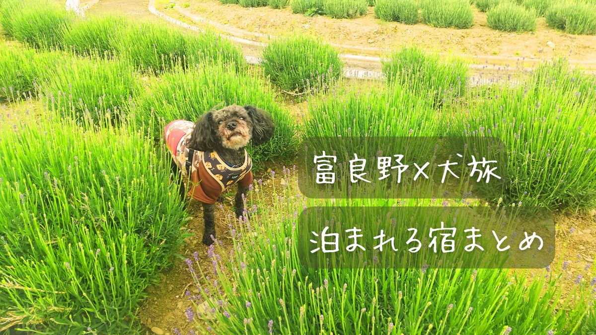 【北海道・富良野】犬をお留守番させずに泊まれる宿8選｜同室OK・コテージ中心に紹介