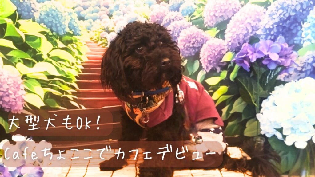 大型犬もOK!Cafe ちょここでカフェデビュー