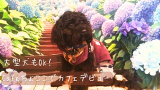 【体験レポ】Cafeちょここ|ペットOK&フォトスポット充実!大型犬・多頭もOKのカフェ