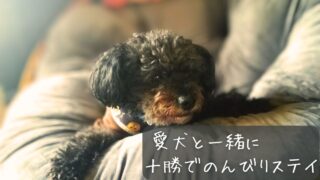 【北海道・十勝】犬と泊まれる宿7選|温泉・コテージ・グランピング宿を紹介