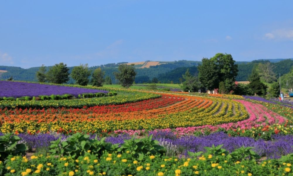 【第4位】ぜるぶの丘(美瑛)