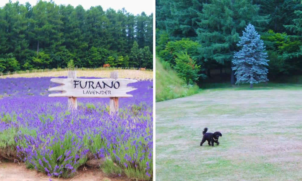 ふらのワインハウスラベンダー園(富良野)