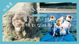 【札幌近郊】犬とできる体験5選|支笏湖SUP・青の洞窟・ニセコラフティングも