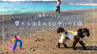 小樽港からすぐ！犬と泊まれるログペンションパインハウス体験レポ