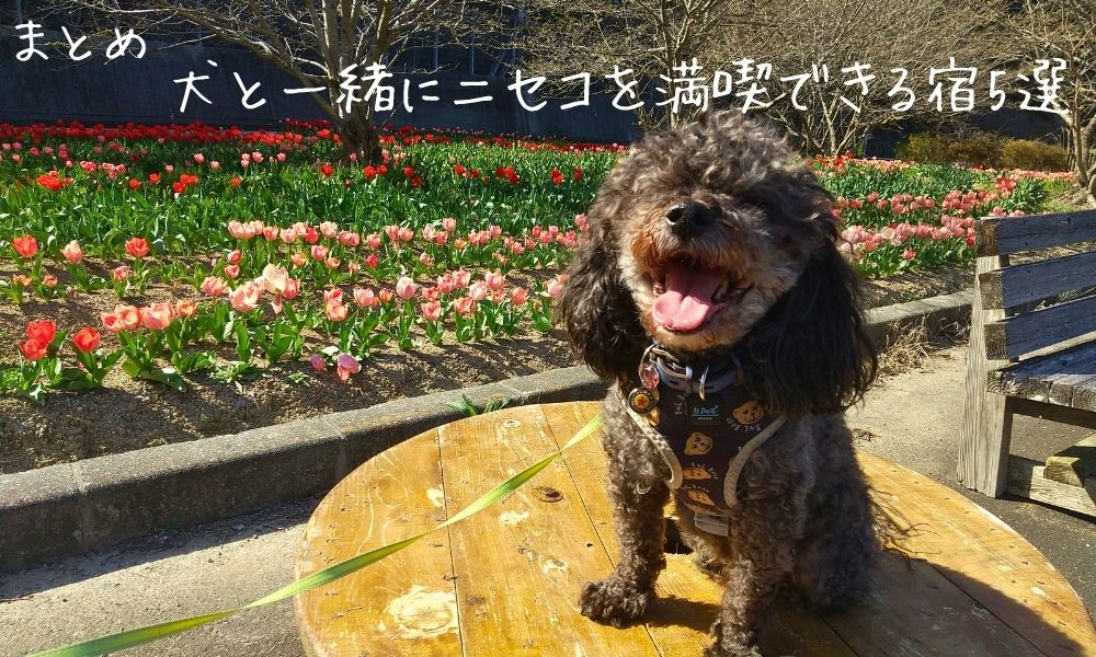 犬と一緒にニセコを満喫できる宿5選