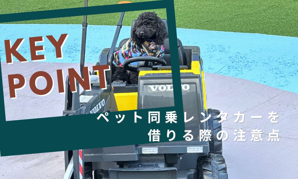 ペット同乗レンタカーを 借りる際の注意点